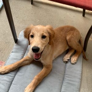 Meet your Posher, April